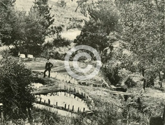 'Fish Ponds, Ercildoune, near Ballarat', 1901. Creator: Unknown.