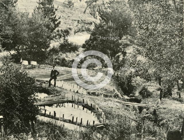 'Fish Ponds, Ercildoune, near Ballarat', 1901. Creator: Unknown.