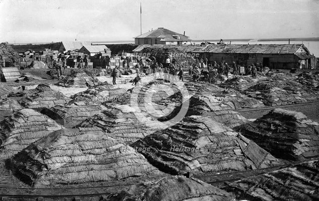 Fish salted using the dry Japanese method, folded into piles, 1910-1929. Creator: Ivan Emelianovich Larin.