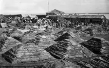 Fish salted using the dry Japanese method, folded into piles, 1910-1929. Creator: Ivan Emelianovich Larin