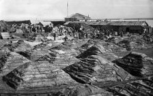 Fish salted using the dry Japanese method, folded into piles, 1910-1929. Creator: Ivan Emelianovich Larin
