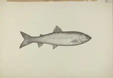 Fish Shop Sign, 1939. Creator: Henry Murphy
