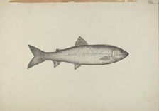 Fish Shop Sign, 1939. Creator: Henry Murphy