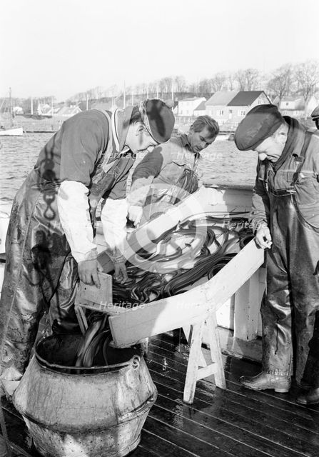 Fishermen and their catch of eel, Sweden, 1966. Creator: Unknown.