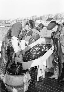 Fishermen and their catch of eel, Sweden, 1966