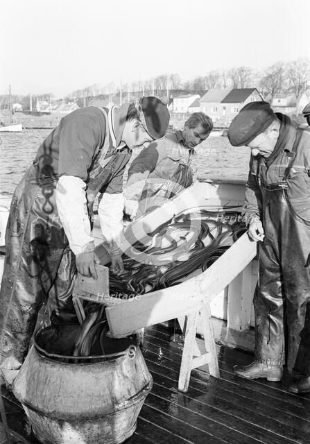 Fishermen and their catch of eel, Sweden, 1966. Artist: Unknown