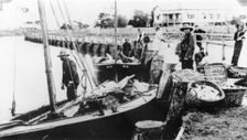 Fishermen unloading their catch from boats at Wynnum Creek, 1907. Creator: Unknown