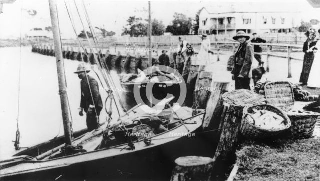 Fishermen unloading their catch from boats at Wynnum Creek, 1907. Creator: Unknown.