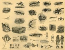 Fishes c1910. Creator: Unknown