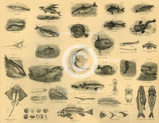 'Fishes', c1910. Creator: Unknown.