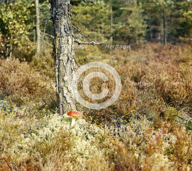 Fly agaric, between 1905 and 1915. Creator: Sergey Mikhaylovich Prokudin-Gorsky.