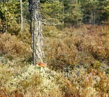 Fly agaric, between 1905 and 1915. Creator: Sergey Mikhaylovich Prokudin-Gorsky