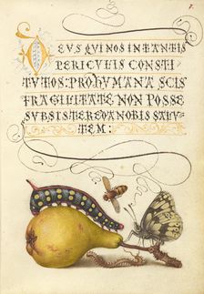 Fly, Caterpillar, Pear, and Centipede;Mira calligraphiae monumenta,1561-2; illumination added 1591-6 Creator: Joris Hoefnagel