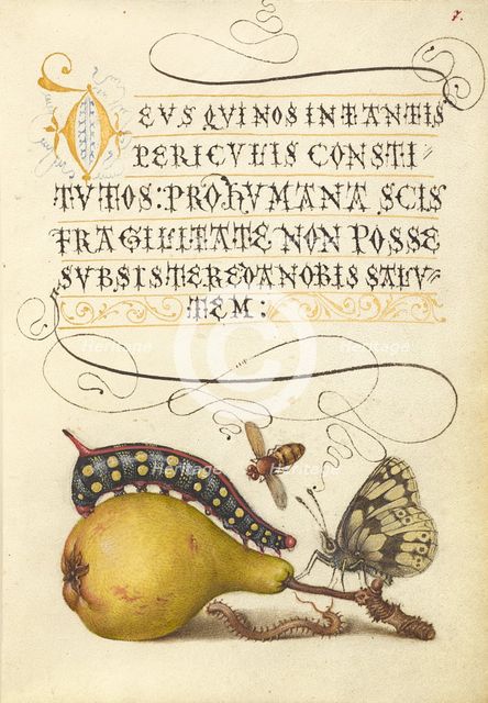 Fly, Caterpillar, Pear, and Centipede;Mira calligraphiae monumenta,1561-2; illumination added 1591-6 Creator: Joris Hoefnagel.