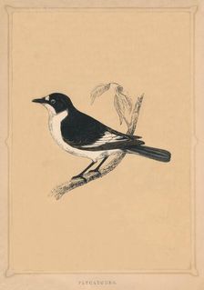 Flycatcher (Muscicapidae), c1850, (1856)