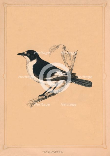 'Flycatcher', (Muscicapidae), c1850, (1856). Artist: Unknown.