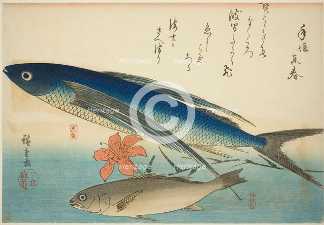 Flying fish and Ichimochi, from an untitled series of fish, c. 1840/42. Creator: Ando Hiroshige.