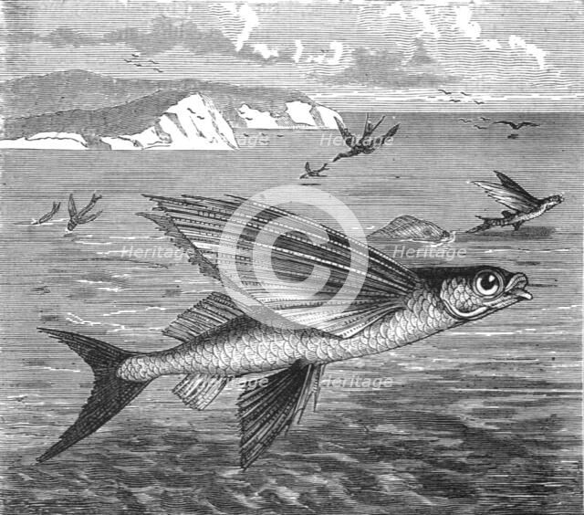 'Flying Fish and their Foes; A Flying Visit to Florida', 1875. Creator: Thomas Mayne Reid.