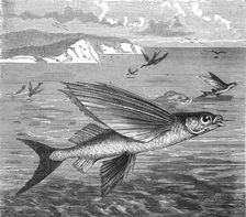 Flying Fish and their Foes; A Flying Visit to Florida 1875. Creator: Thomas Mayne Reid