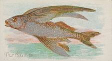 Flying Fish, from the Fish from American Waters series (N8) for Allen & Ginter Cigarettes ..., 1889. Creator: Allen & Ginter