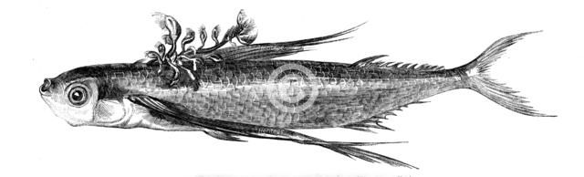 Flying fish, with a Parasitic Growth on its Back, 1858. Creator: Unknown.