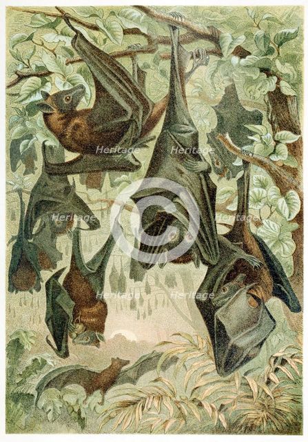 Flying Foxes, from Brehms Tierleben, pub. 1860's (colour lithograph) , 1860. Creator: German School (19th Century).