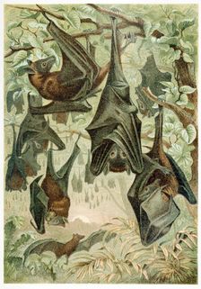 Flying Foxes, from Brehms Tierleben, pub. 1860's (colour lithograph) , 1860. Creator: German School (19th Century)