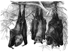 Flying Foxes in the Gardens of the Zoological Society, Regent's-Park, 1856. Creator: Pearson