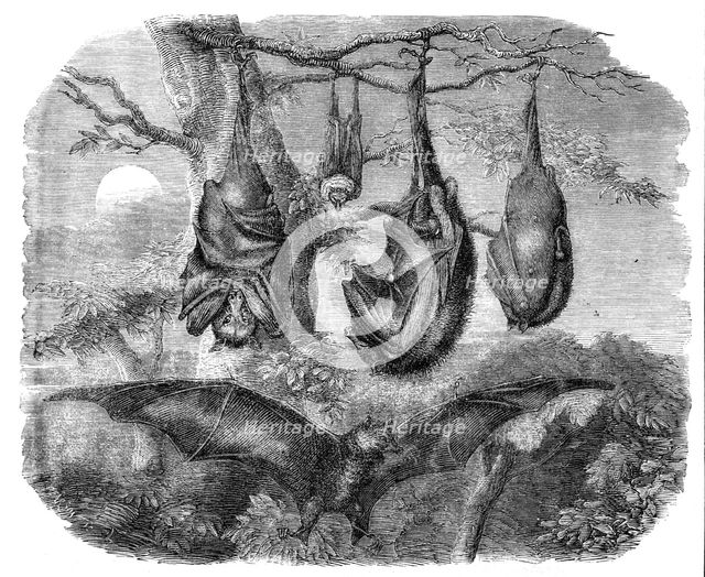 Flying Foxes recently added to the Zoological Society's Gardens, Regent's Park, 1861. Creator: Unknown.