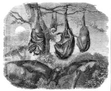 Flying Foxes recently added to the Zoological Society's Gardens, Regent's Park, 1861. Creator: Unknown