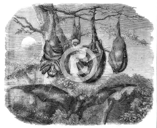 Flying Foxes recently added to the Zoological Society's Gardens, Regent's Park, 1861. Creator: Unknown.