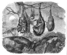 Flying Foxes recently added to the Zoological Society's Gardens, Regent's Park, 1861. Creator: Unknown