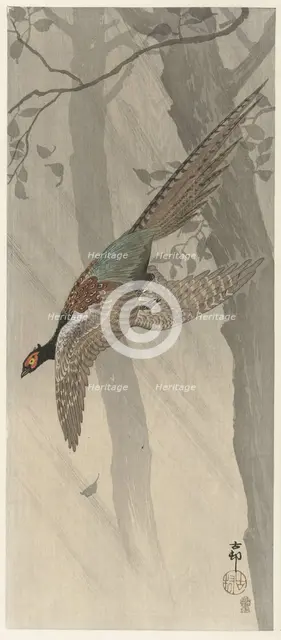 Flying pheasant, Between 1900 and 1915. Creator: Ohara, Koson (1877-1945).