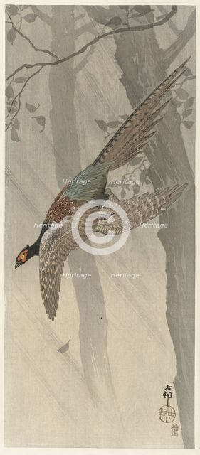 Flying pheasant, Between 1900 and 1915. Creator: Ohara, Koson (1877-1945).