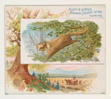 Flying Squirrel, from Quadrupeds series (N41) for Allen & Ginter Cigarettes, 1890. Creator: Allen & Ginter
