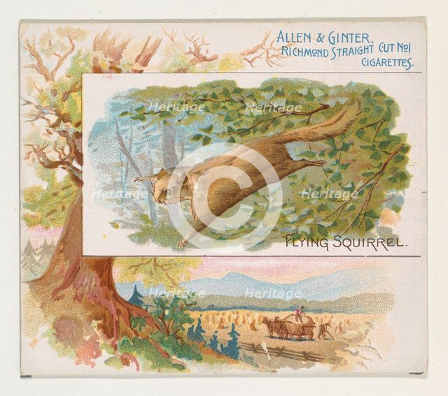 Flying Squirrel, from Quadrupeds series (N41) for Allen & Ginter Cigarettes, 1890. Creator: Allen & Ginter.