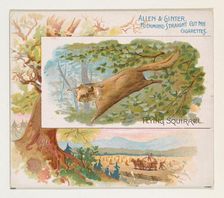 Flying Squirrel, from Quadrupeds series (N41) for Allen & Ginter Cigarettes, 1890. Creator: Allen & Ginter