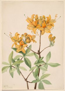 Flame Azalea (Azalea lutea), 1921. Creator: Mary Vaux Walcott