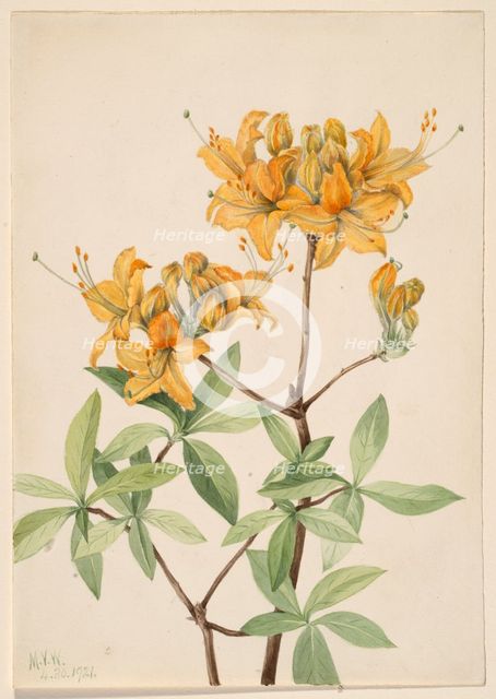 Flame Azalea (Azalea lutea), 1921. Creator: Mary Vaux Walcott.