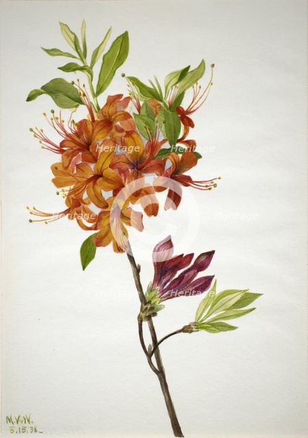 Flame Azalea (Rhododendron speciosum), 1938. Creator: Mary Vaux Walcott.