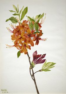 Flame Azalea (Rhododendron speciosum), 1938. Creator: Mary Vaux Walcott