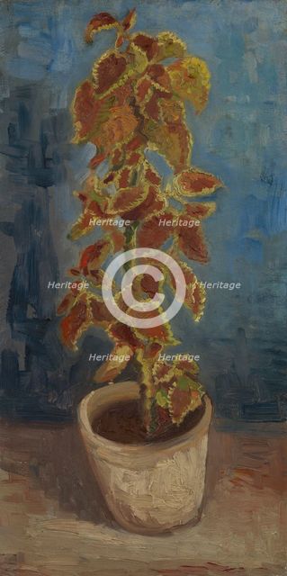 Flame Nettle in a Flowerpot.