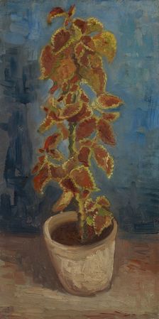 Flame Nettle in a Flowerpot