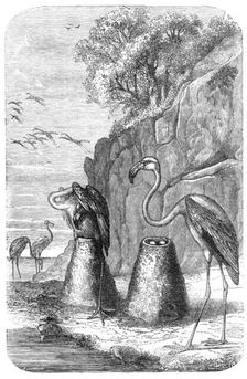 Flamingoes Nests, from "The Universe", 1870. Creator: Unknown