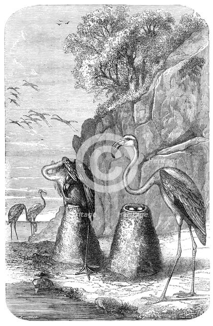 Flamingoes' Nests, from "The Universe", 1870. Creator: Unknown.