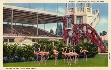 Flamingos at Hialeah Park, Miami Jockey Club race track, Miami, Florida, USA, 1934