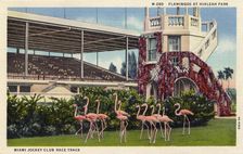 Flamingos at Hialeah Park, Miami Jockey Club race track, Miami, Florida, USA, 1934