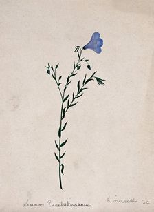 Flax plant (Linum species): flowering stem. Creator: Unknown