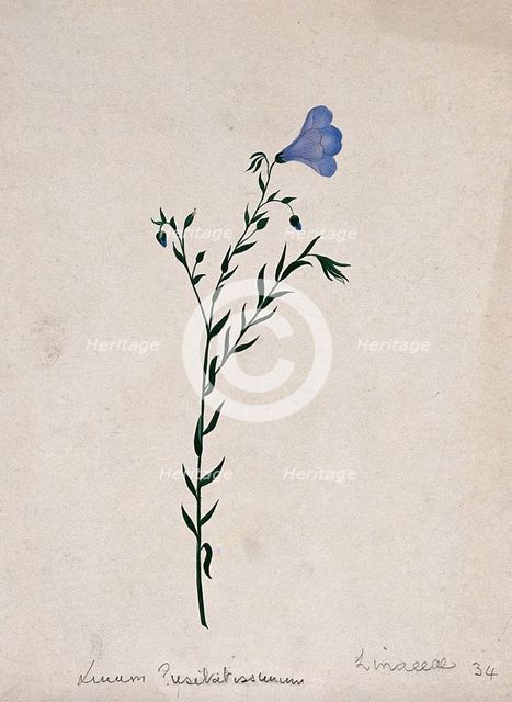 Flax plant (Linum species): flowering stem. Creator: Unknown.