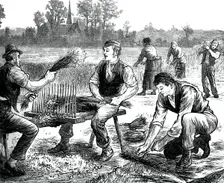 Flax rippling, c1880